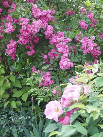 Buisson de roses  Diebolsheim, en alsace